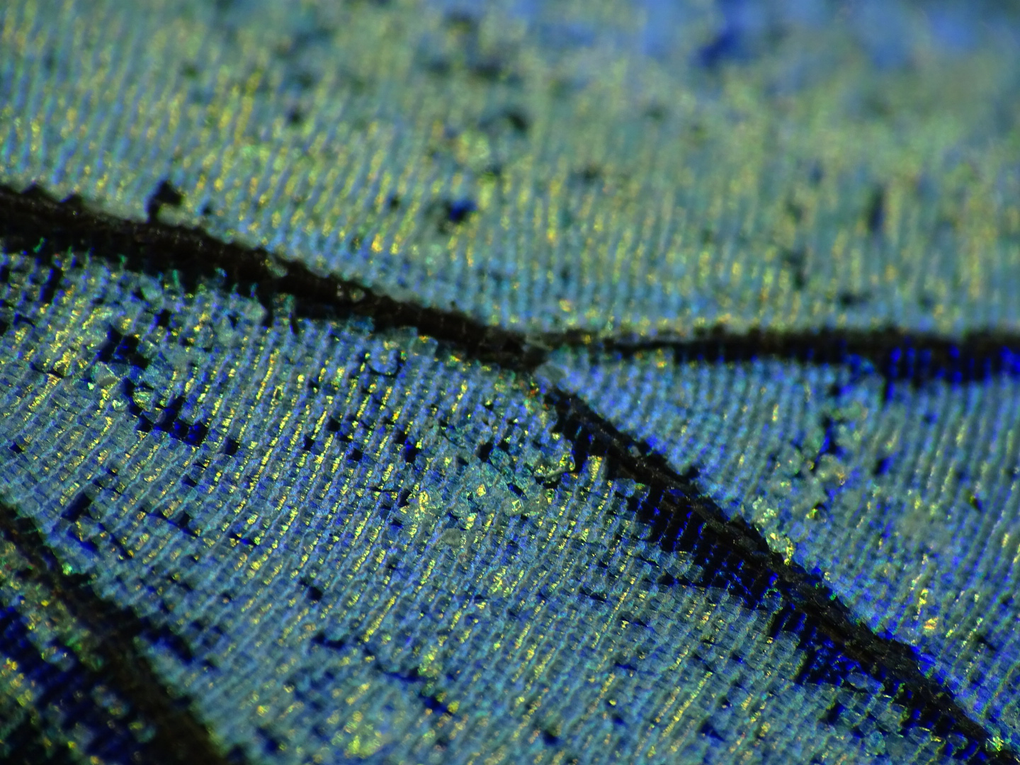 Nature 6 - Butterfly micro